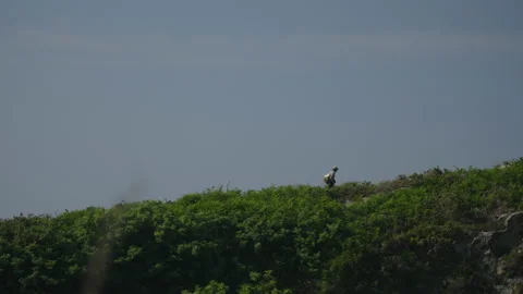 Man hiking close to big cliffs and heavy ocean in Basque Coast, Spain Video stock 154773790