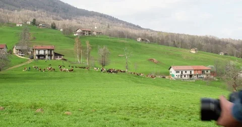 Man hiking to cows herd looking for photos. Following behind.Real people 動画素材 80126948