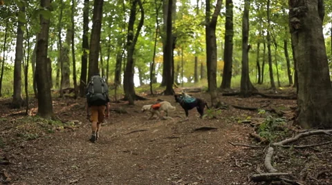 Man hiking with dogs Stock Footage 61966926