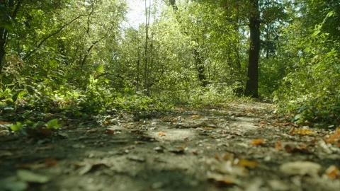 Man hiking in the forest with backpack and walking sticks on sunset Stock Footage 96174614