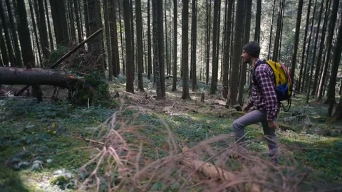 Man hiking in the forest with backpack 库存影片 82704242
