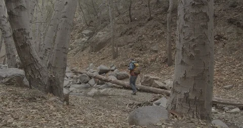 Man is hiking in the forest Stock Footage 119407060