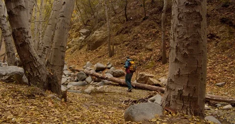 Man is hiking in the forest 스톡 동영상 119407062