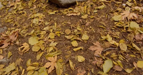 Man is hiking in the forest Stock Footage 119407337