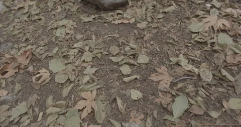 Man is hiking in the forest Stock Footage 119408487