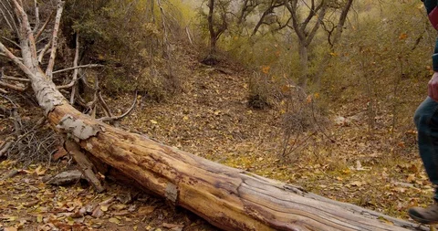 Man is hiking in the forest Stock Footage 119408824