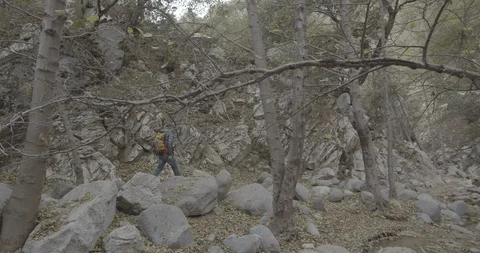 Man is hiking in the forest Stock Footage 119408855