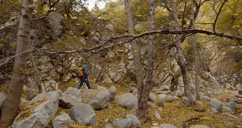 Man is hiking in the forest Stock Footage 119409110