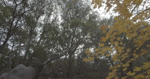 Man is hiking in the forest Stock Footage 119409910