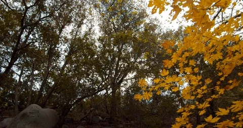 Man is hiking in the forest Stock Footage 119410119