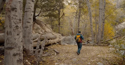 Man is hiking in the forest Stock Footage 119411127