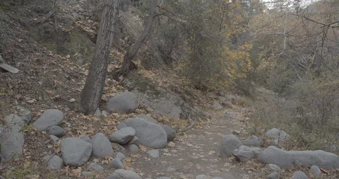 Man is hiking in the forest Stock Footage 119412922