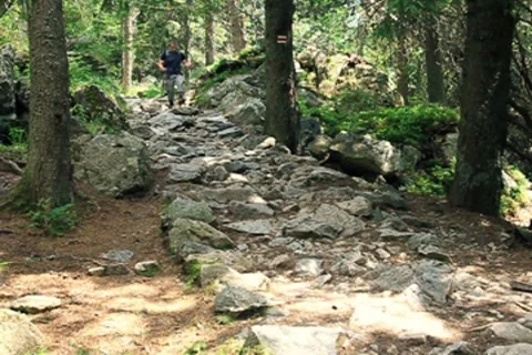 Man hiking in the forest, slow motion Stock Footage 7907701