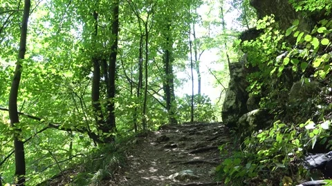 Man Hiking on Forest Trail Surrounded by Green Trees Stock Footage 340034505