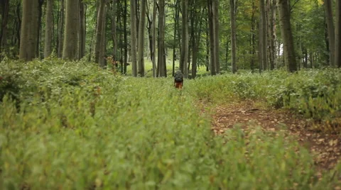 Man hiking up the hill Stock Footage 61966653