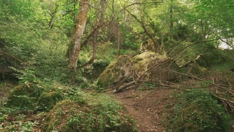 A man hiking in the middle of the forest Stock Footage 131175118