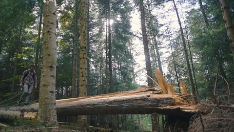 Man hiking in the mountain forest Stock Footage 82704612