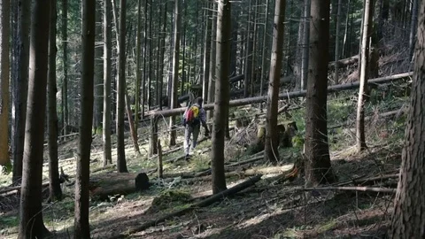 Man hiking in the mountain forest Stock Footage 82828649