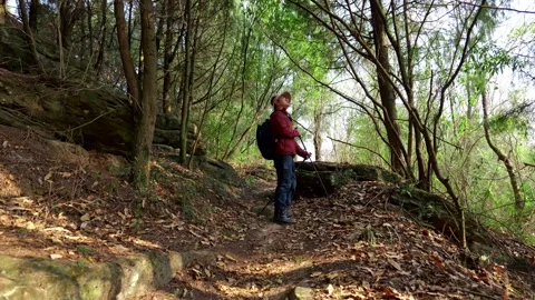 A man hiking in the primeval forest stops halfway to admire the big trees Stock Footage 329549504