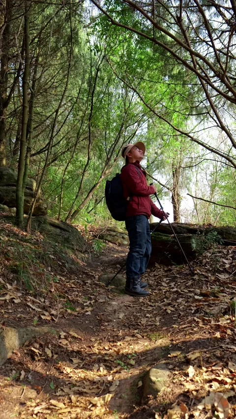 A man hiking in the primeval forest stops halfway to admire the big trees Stock Footage 329551868