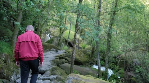 Man hiking on a stone path in a lush forest Stock Footage 344531074