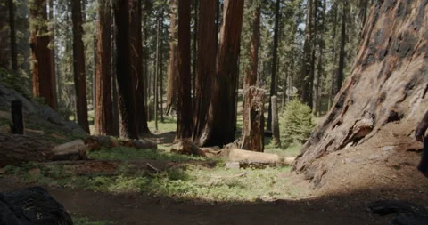Man hiking though Sequoia National Park with backpack on looking around Stock Footage 137994635
