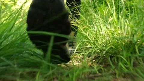 Man Hiking through Nature. Low Angle Boots Walking through Forest Woodland Stock Footage 111237100