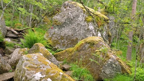 Man hiking through a rain forest Stock Footage 111812665