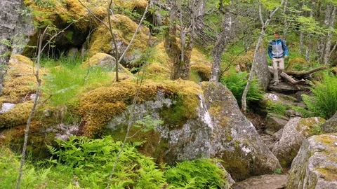 Man hiking through a rain forest Stock Footage 111812704