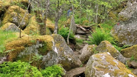Man hiking through a rain forest Stock Footage 111813686