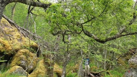 Man hiking through a rain forest Stock Footage 111813929