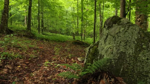 Man hiking through the woods with a backpack walking toward camera Stock Footage 159668577