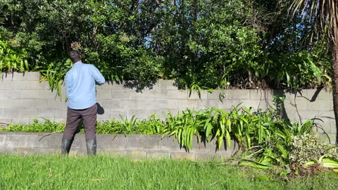 Man in his 30s uses a garden tool to cut back foliage in a home garden Stock Footage 280888698