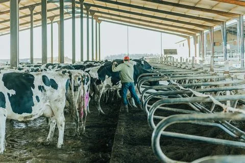 A man with his back turned fixes cows cubicles housing on a cattle farm Stock Photos