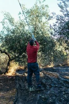 A man with his back turned working in olive harvesting Stock Photos