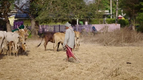 A man on his back with two ropes catches a cow Stock-Footage 265582894