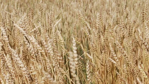 A man with his back to the viewer in a field of wheat touched by the hand of Stock Footage 114105419