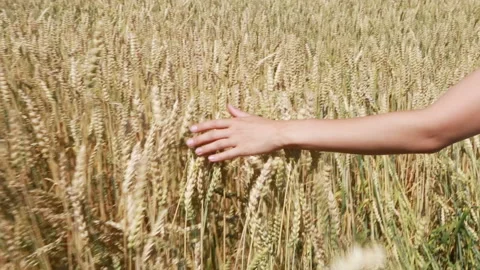 A man with his back to the viewer in a field of wheat touched by the hand of Stock Footage 114105696