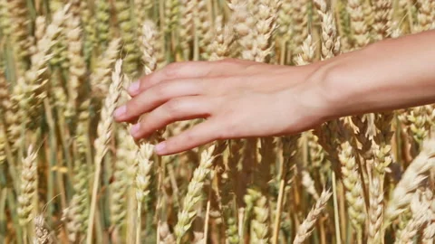 A man with his back to the viewer in a field of wheat touched by the hand of 스톡 동영상 114105836
