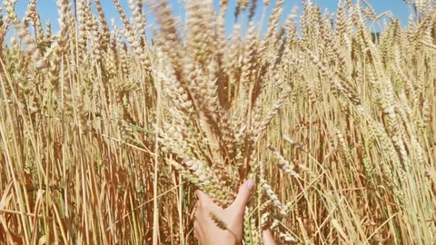 A man with his back to the viewer in a field of wheat touched by the hand of Stock Footage 114106074