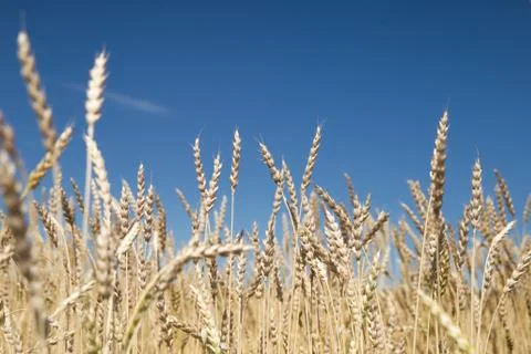 A man with his back to the viewer in a field of wheat touched by the hand of Stock Photos