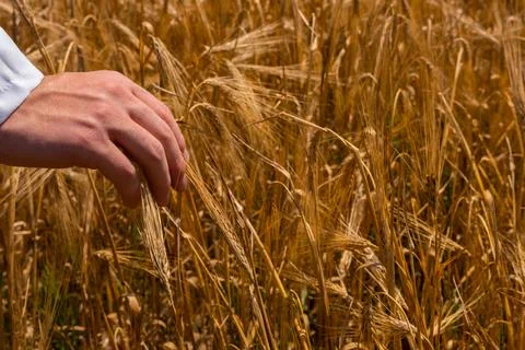 A man with his back to the viewer in a field of wheat touched by the hand Stock Photos