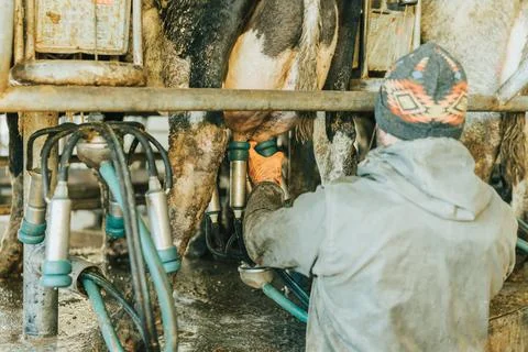 Man on his back in work clothes putting teat cups on a cow Stock Photos