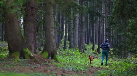 Man with his dog walking in the forest Stock Footage 44383763