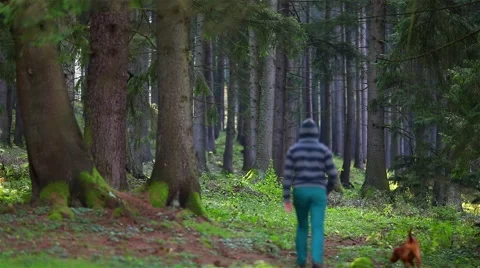 Man with his dog walking in the forest Stock Footage 44383911