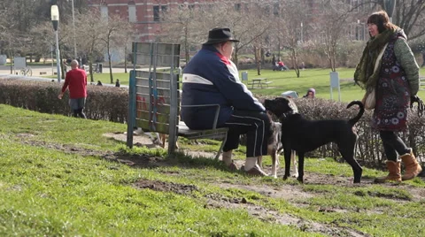 A man with his dogs Stock Footage 35801953