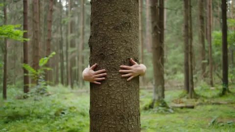 Man with his hands hugs a tree trunk, unity with nature Stock Footage 140605404