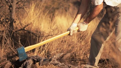Man hit the tree trunk with axe on the mountain. Yellow. Sunset Vidéo 122759444