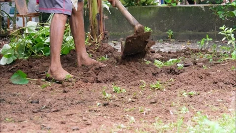 A man hoeing the plantation land Stock Footage 304772673