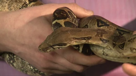 Man hold large boa constrictor in hands, other man try to touch the snake Video stock 67104192